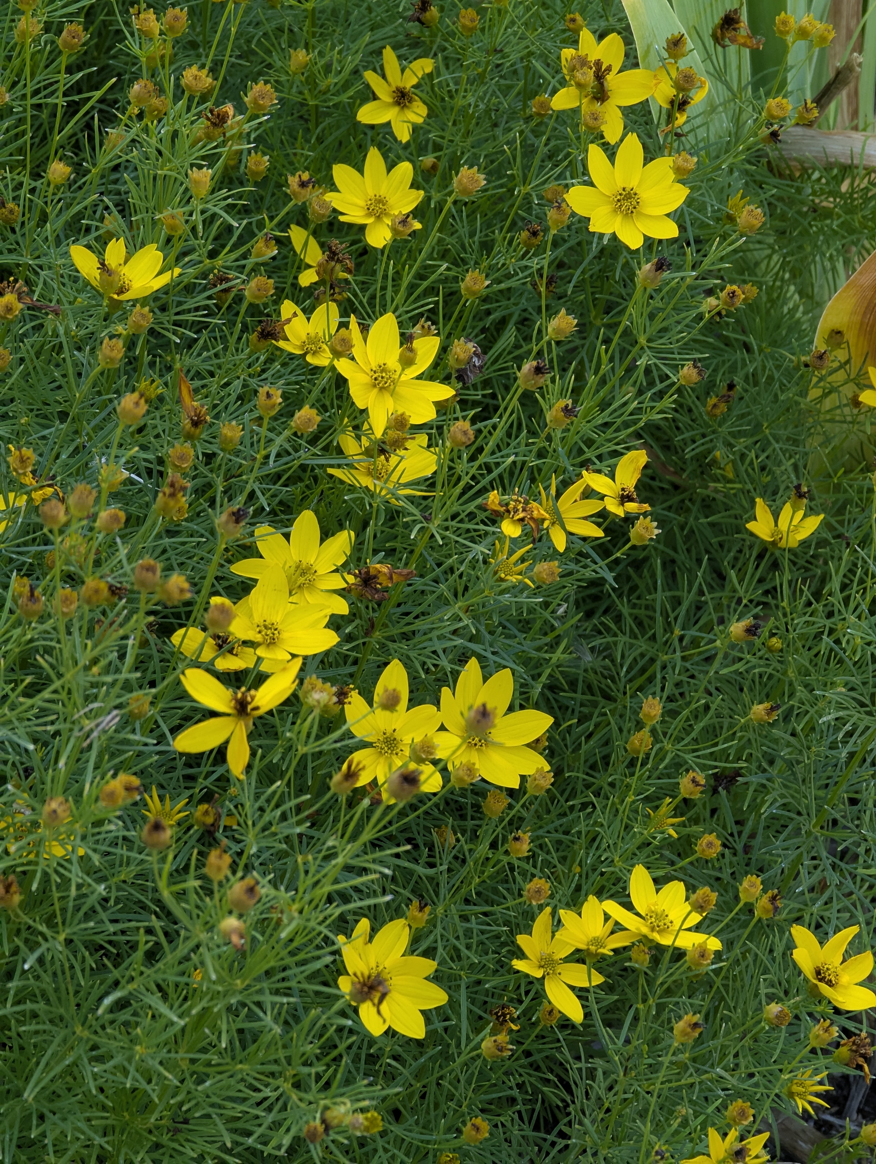 Garden, Morrison, Colorado